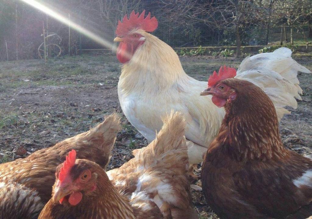 カモーリ Collina E Mareヴィラ エクステリア 写真